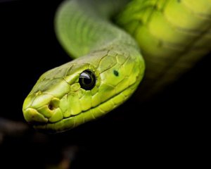 Клей з отрути змії - вчені створили ефективний засіб проти кровотечі