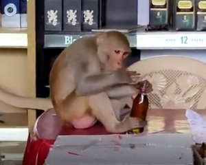 Мавпи пристрастилися до випивки й крадуть її з магазинів