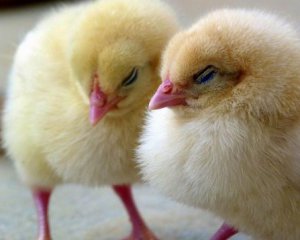 В еще одной стране фермерам запретят убивать цыплят