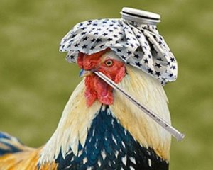 Від пташиного грипу помер 11-річний - подробиці