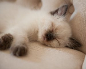 Чтобы заснуть за 10 с., используют армейский метод