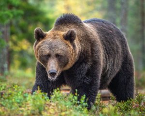 Медведь неделю преследовал мужчину: невероятное спасение