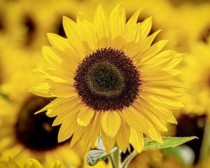 Серпень розпочнеться з потужної бурі: якою погодою закінчиться літо