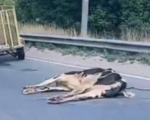 У Києві мертвих корів розкидало дорогою: відео моторошної ДТП