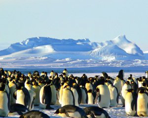 Императорские пингвины на грани исчезновения - что случилось