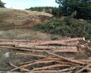 Окупанти в Криму збираються вирубити 7,8 тисячі червонокнижних дерев заради побудови траси
