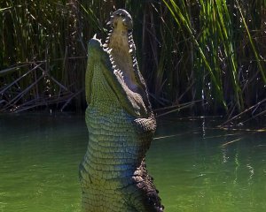 На українському курорті завівся крокодил