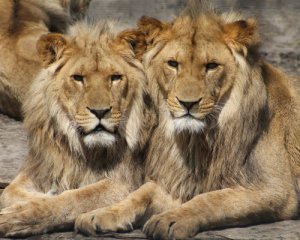 У Танзанії леви роздерли трьох дітей