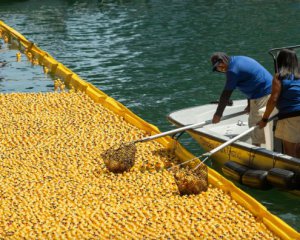 У Чикаго влаштували перегони 70 000 гумових качок. Відео