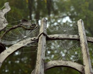 Два бабиних літа і ранній сніг: якою буде погода восени