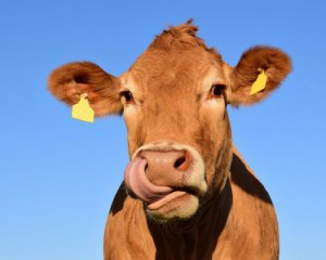 Корова плюхнулася в басейн з туристами