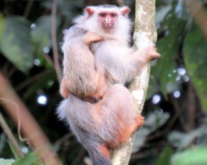 Учені виявили новий вид мавп