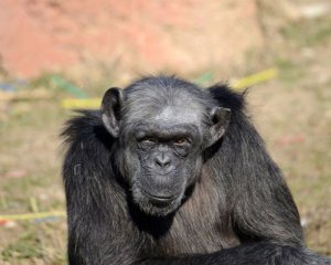 Почти в 50 лет умерла самая старая шимпанзе Европы