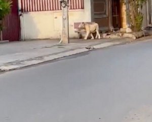 Звільнений працівник випустив на вулицю лева