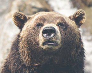 Чоловік судиться, бо на нього накинувся ведмідь зі смітника