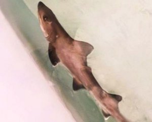 Без участия самца: родилось удивительный акуленок