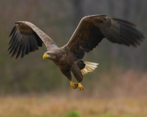 До Дня Незалежності &quot;Фельдман Екопарк&quot; випустив в дику природу рідкісного орлана-білохвоста