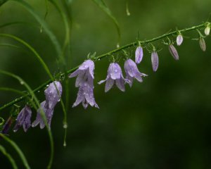 В Україні кардинально зміниться погода: де пройдуть зливи