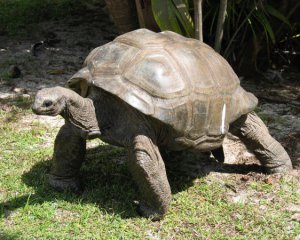Еволюційна поведінка: черепахи на Сейшелах приголомшили вчених
