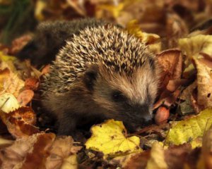 Від спеки до заморозків: якою буде погода у вересні