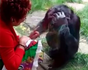 Женщине запретили видеться с шимпанзе из-за чрезмерной привязанности к животному