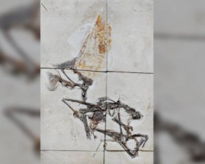 У плитах вапняку знайшли скелет давньої істоти