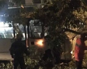 В Киеве дерево привалило маршрутку с пассажирами