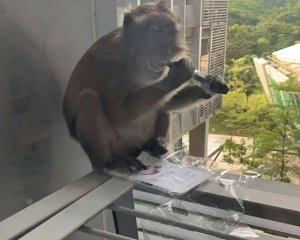 Голодная обезьяна обгрызла планшет студента