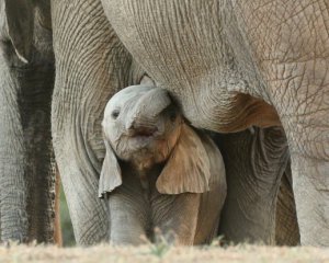 Впервые за 80 лет родились слонята-близнецы