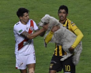 Показали, как собака забила гол в чемпионате Чили