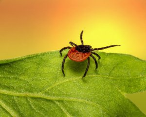 Школяра паралізувало після укусу кліща – деталі