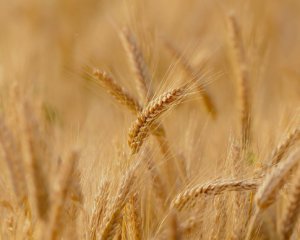 Врожай 2021: стало відомо, скільки тонн зерна зібрали цього року