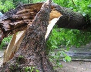 Мужчину убило дерево во время санитарной вырубки леса
