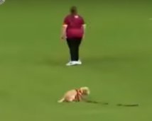 Собака выбежала на поле во время матча и украла мяч: курьезное видео