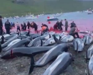 Добивали ножами: охотники по ошибке убили рекордное количество дельфинов
