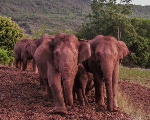 В Китае открыли &quot;фуд-корт&quot; для мигрирующих слонов