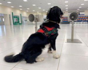 Covid-больных в аэропортах обнаруживают служебные собаки