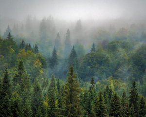 В Румынии лесорубы побили журналистов и эколога, снимавших фильм о вырубке леса