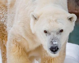 В США умер самый старый белый медведь Северной Америки