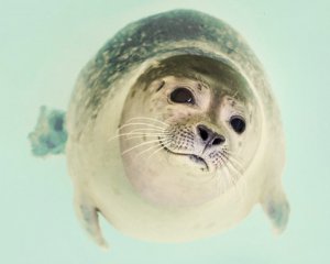 В Антарктике живет меньше тюленей, чем считалось ранее - ученые