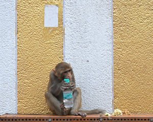 Мавпа вкрала і розкидала майже $1,5 тис.