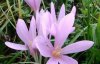 Галявини Закарпаття вкрили отруйні квіти неймовірної краси: фото цвіту