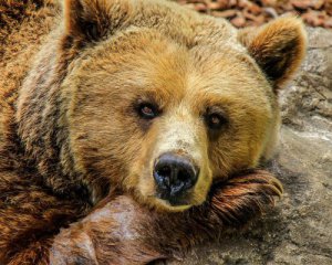 Американку ув&#039;язнили за порушення дистанції з ведмедем