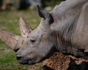 Самый старый белый носорог в мире умер. Известно, сколько ему было лет
