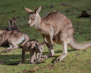 Двое подростков из Австралии жестоко убили 14 кенгуру