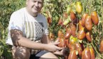 Помідори Шерхан нагадують тигрову лапу