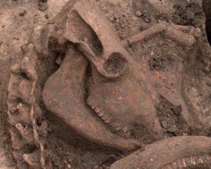 Знайшли скелет тварини, який могли поховати під час ритуалу