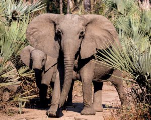 Браконьерство изменило ДНК слонов