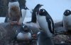 Невдовзі буде поповнення - біля української антарктичної станції пінгвіни знесли яйця