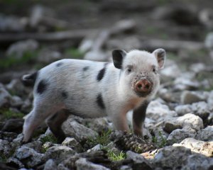 Китайські вчені навчилися робити з промислових викидів корм для свиней